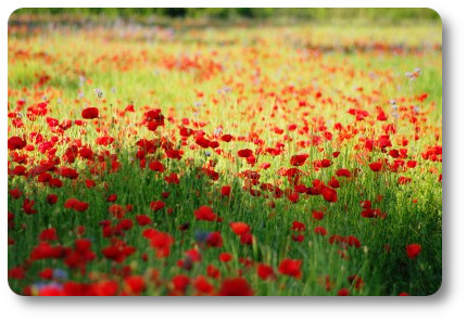 champs de plantes sauvages comestibles